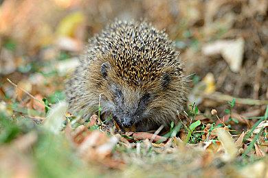 十多年之后，跳跃键终于回归《刺客信条》系列